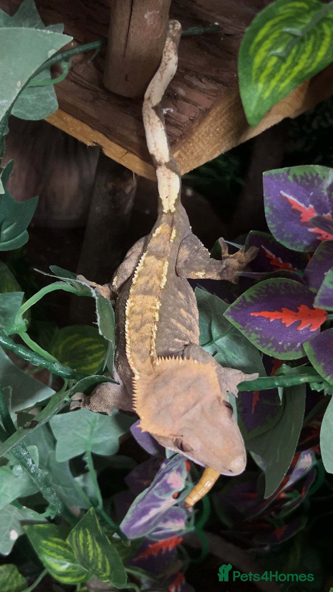 Gecko reptiles for sale: Harlequin Tricolour Crested Gecko + Large Tank - Advert 3