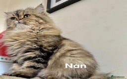 Persian cats for sale: Beautiful kitten - Image 4