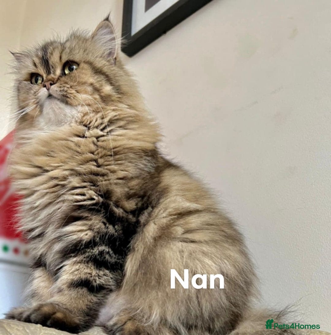 Persian cats for sale: Beautiful kitten - Image 4