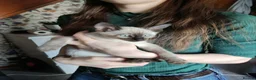 Siamese cats for sale: Siamese x rex kittens - Advert 4