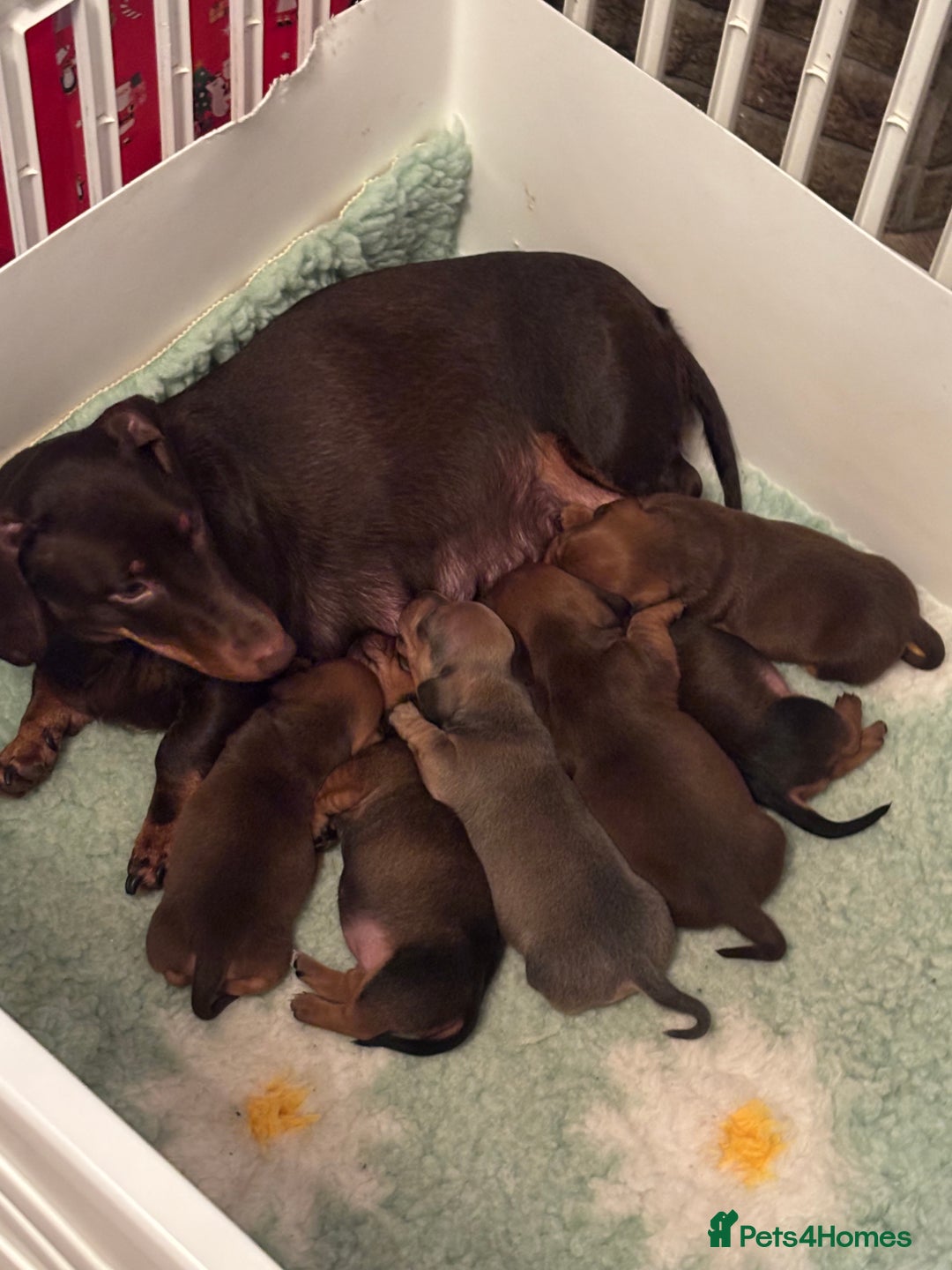 Dachshund dogs for sale: Dachshund puppies available  - Advert 1