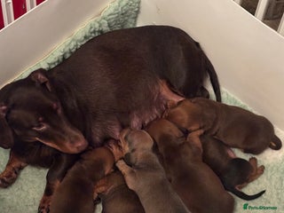Dachshund dogs Dachshund puppies available - Advert 11