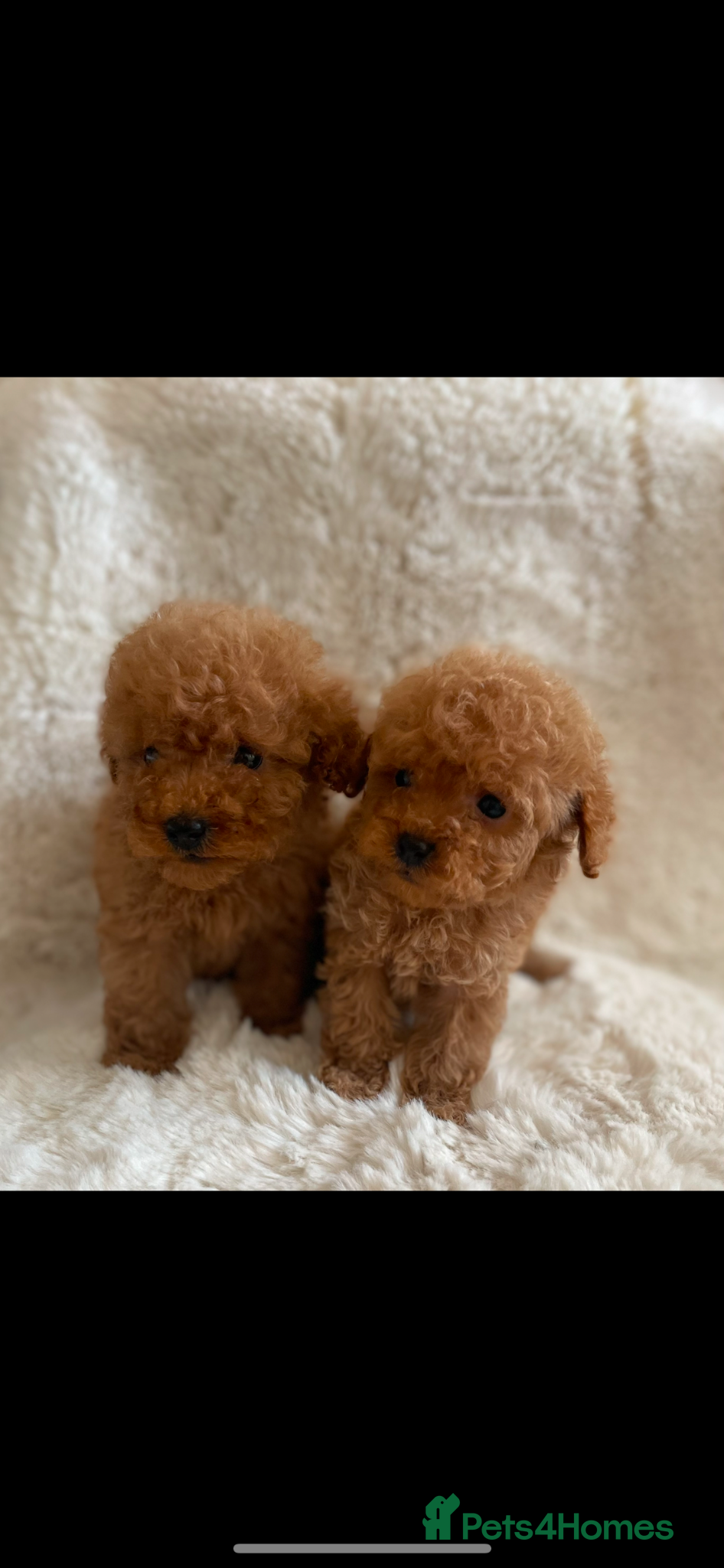 Toy Poodle dogs Toy poodle only 2 boys available now  - Advert 2
