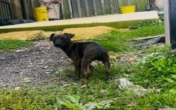 Jack Russell dogs for sale: Black Brindle Jack Russell. Price reduced !  - Image 20