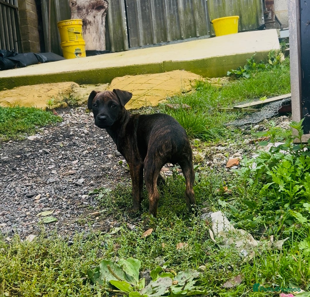 Jack Russell dogs for sale: Black Brindle Jack Russell. Price reduced !  - Image 20