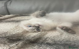 Ragdoll cats for sale: Last boy girl Hcm pkd so loving  playful cutie  - Image 24