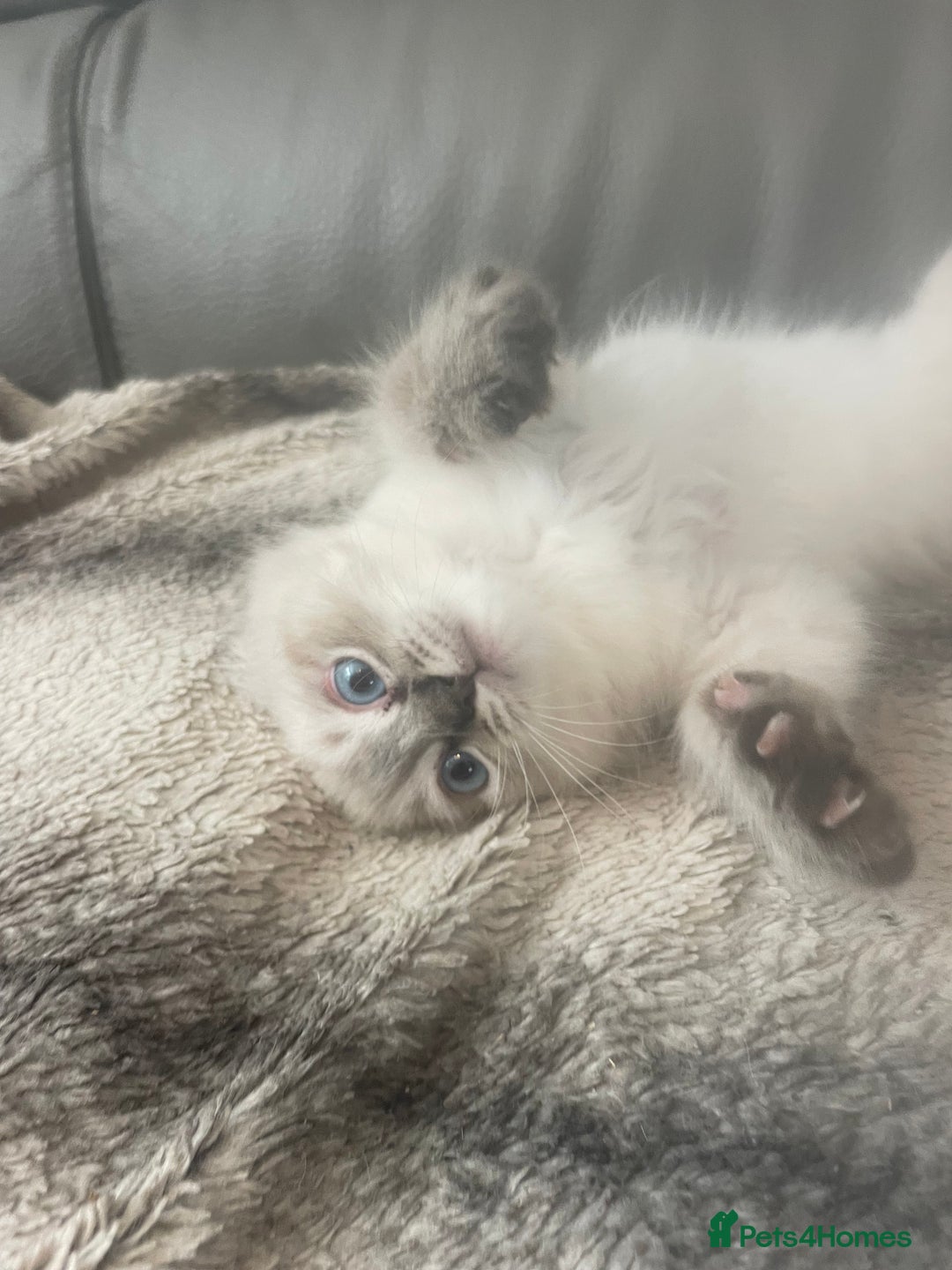 Ragdoll cats for sale: Last boy girl Hcm pkd so loving  playful cutie  - Image 24