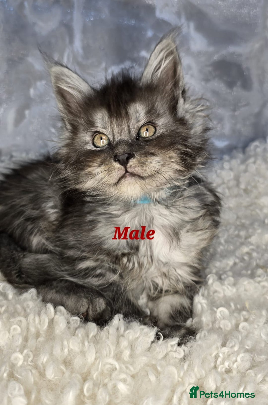 Maine Coon cats for sale: TICA KING SIZE MAINE COON CUBS - Advert 13