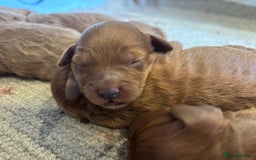 Cockapoo dogs for sale: F1 Cockapoo Red, Apricot. Health & genetic test - Image 8