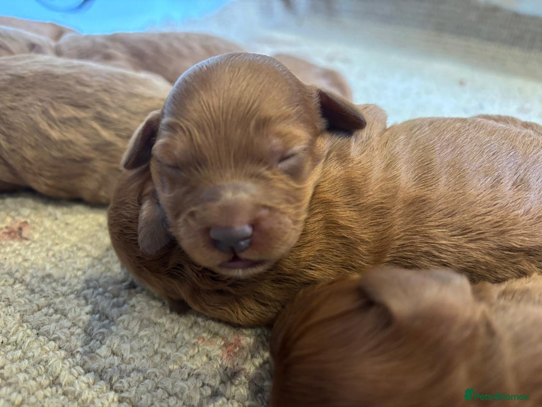 Cockapoo dogs for sale: F1 Cockapoo Red, Apricot. Health & genetic test - Image 8