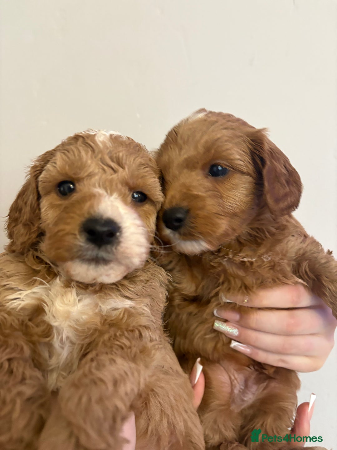 Cavapoo dogs for sale: 2 males and 1 female left  - Advert 6
