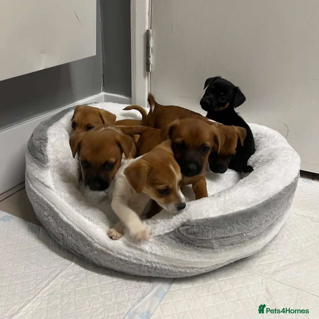 Jack Russell dogs for sale: 6 jack Russel puppies  - Advert 2