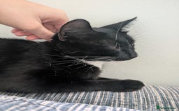 Mixed Breed cats for sale: 3 female kittens ready to leave - Image 3