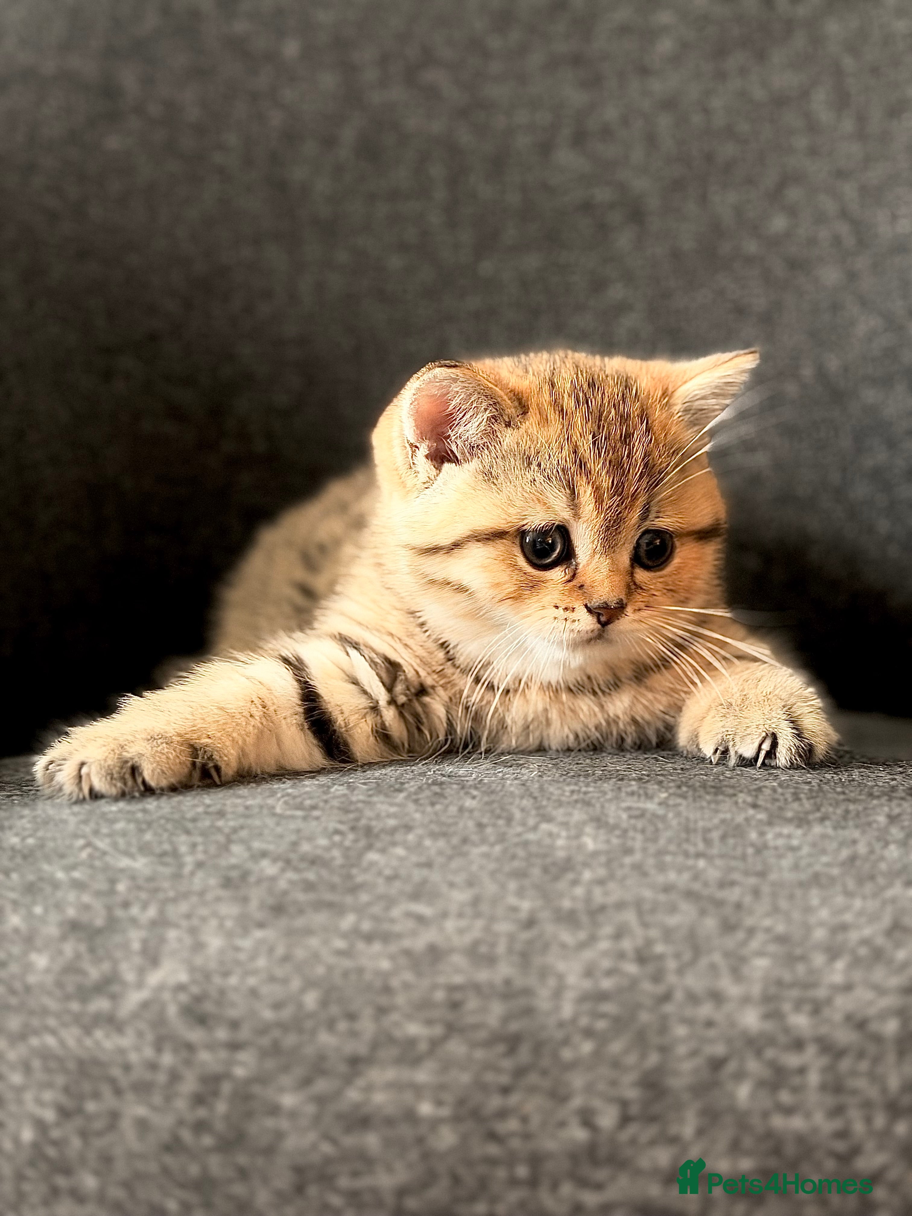 British Shorthair cats Adorable BSH/BLH kittens  - Advert 3