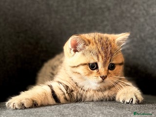 British Shorthair cats Adorable BSH/BLH kittens - Advert 3