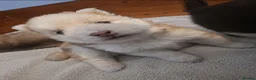 Pomsky dogs for sale: Beautiful Pomsky Puppies 3 Girls & 1 Boy Available - Advert 17