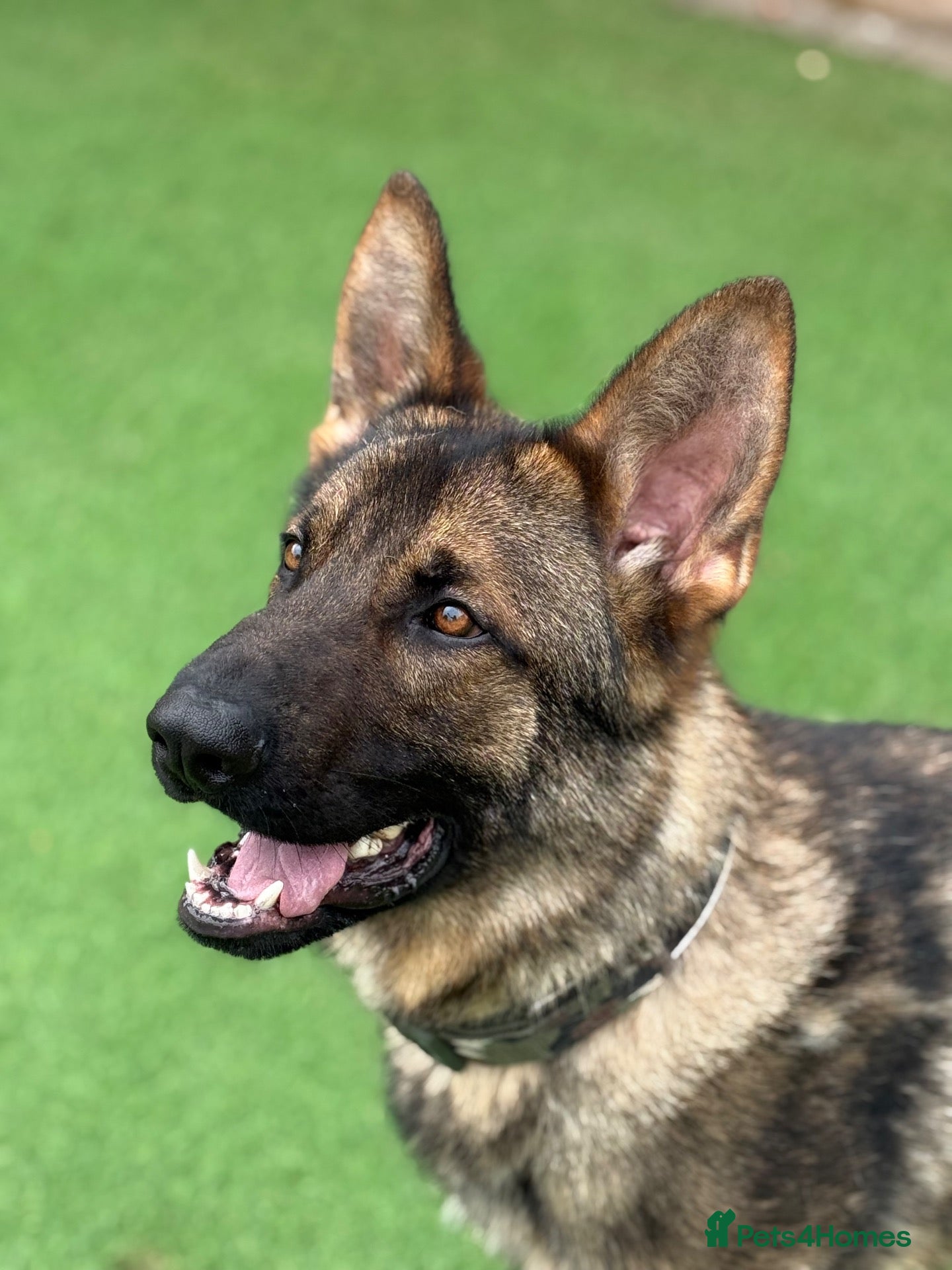 German Shepherd dogs KC Registered Czech Working Line GSD Male  - Advert 1