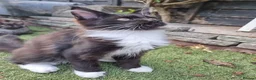 Maine Coon cats for sale: Tica registered ready now - Advert 8