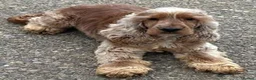 Cocker Spaniel dogs for sale: RKC Reg'd Show type Cocker Spaniel Girl in Scunthorpe - Advert 6