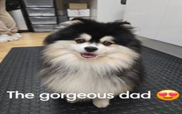 Pomsky dogs for sale: Pomsky puppies - Image 14