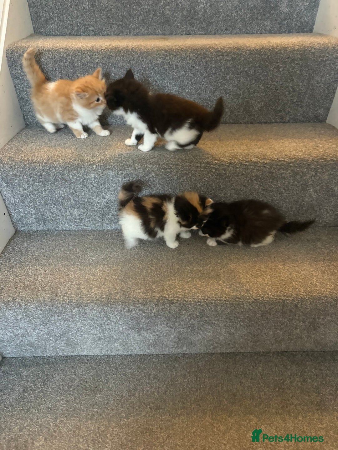 Mixed Breed cats for sale: 5 beautiful fluffy kittens  - Image 8