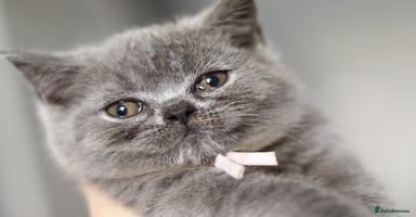 British Shorthair cats One girl available!💓🏅GCCF Imported Lines❤️ - Advert 2
