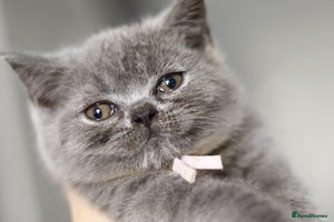 British Shorthair cats One girl available!💓🏅GCCF Imported Lines❤️ - Advert 2