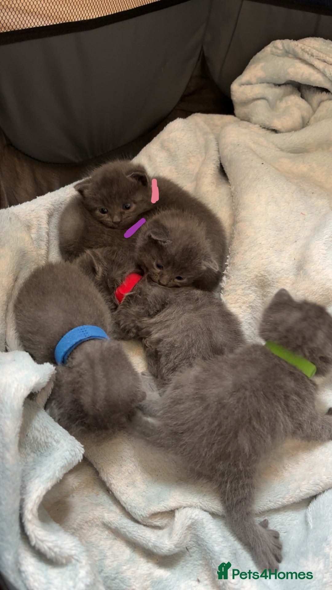 Domestic Shorthair cats for sale: Two Beautiful grey girls  - Image 6