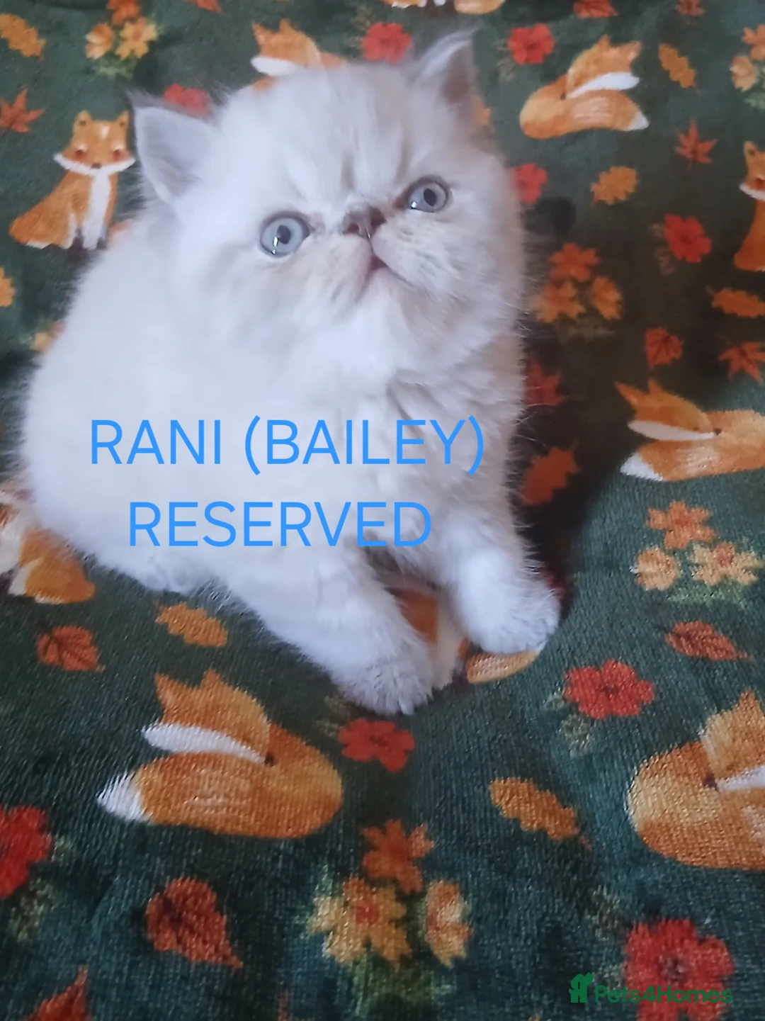 Persian cats for sale: Stunning Persian Exotics long haired and short - Advert 24
