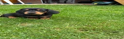 Miniature Dachshund dogs for sale: Miniature short haired Dachshund Puppy’s - Advert 6
