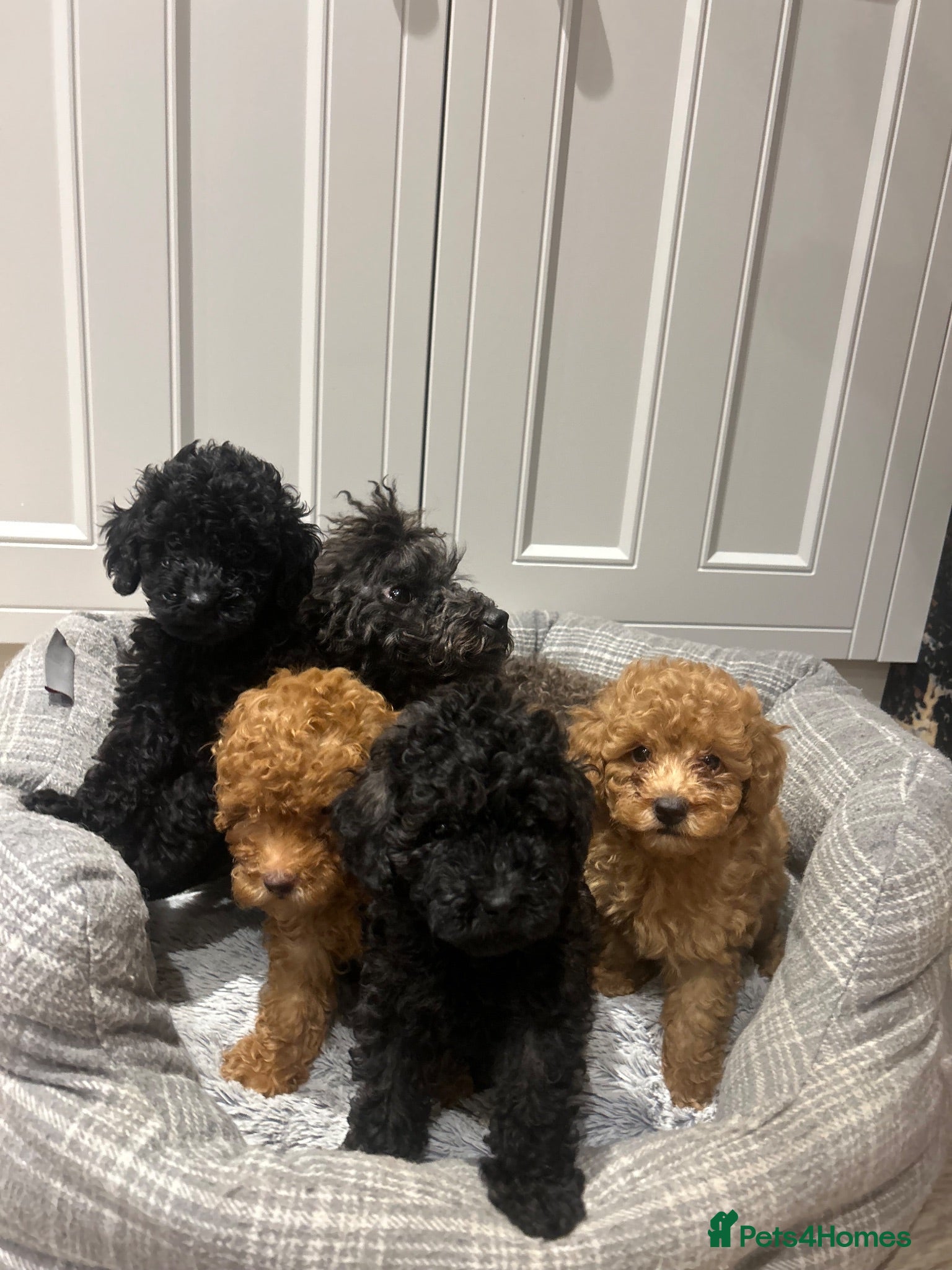 Toy Poodle dogs Beautiful Toy Poodle Puppies – 3 Girls & 1 Boy - Advert 1