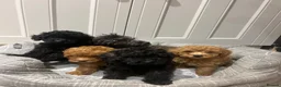 Toy Poodle dogs for sale: Beautiful Toy Poodle Puppies – 3 Girls & 1 Boy - Advert 1