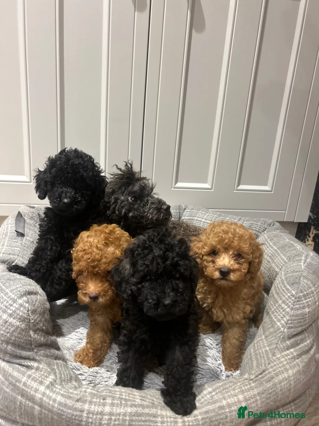 Toy Poodle dogs for sale: Beautiful Toy Poodle Puppies – 3 Girls & 1 Boy - Advert 1
