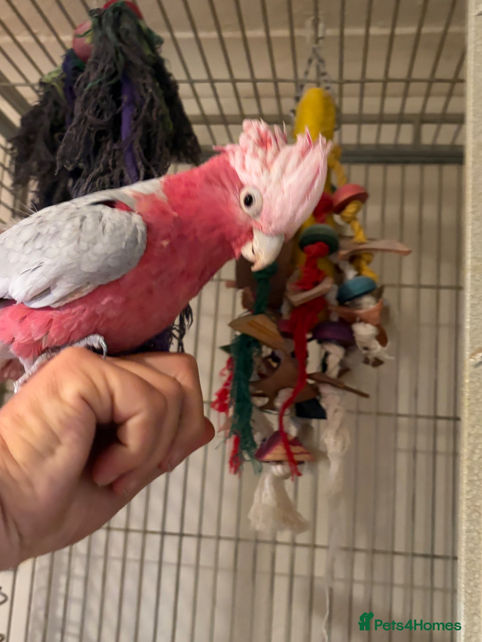 Cockatoo birds Galah Cockatoos  - Advert 1