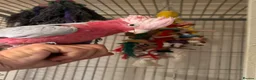 Cockatoo birds for sale: Galah Cockatoos  in Boston - Advert 1