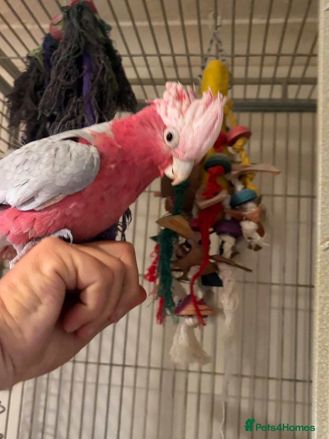 Cockatoo birds for sale: Galah Cockatoos  in Boston - Advert 1