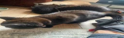 British Shorthair cats for sale: 4 beautiful fluffy kittens - Advert 3