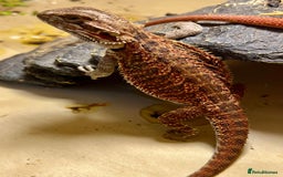 Bearded Dragon reptiles for sale: Various Hi End Bearded Dragons - Image 2