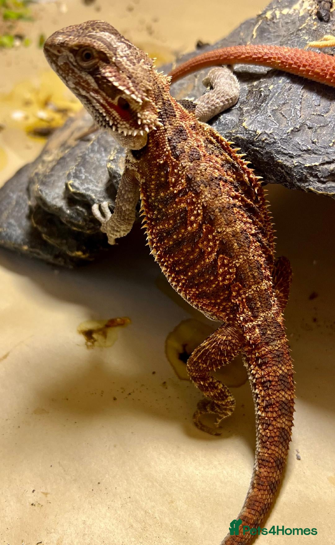 Bearded Dragon reptiles for sale: Various Hi End Bearded Dragons - Image 2