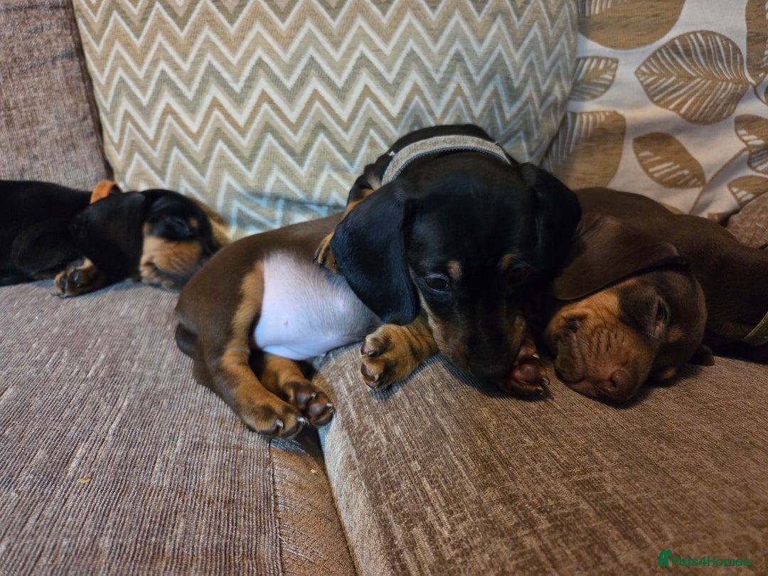 Miniature Dachshund dogs for sale: Only 4 beautiful miniature dachshund puppies - Advert 29