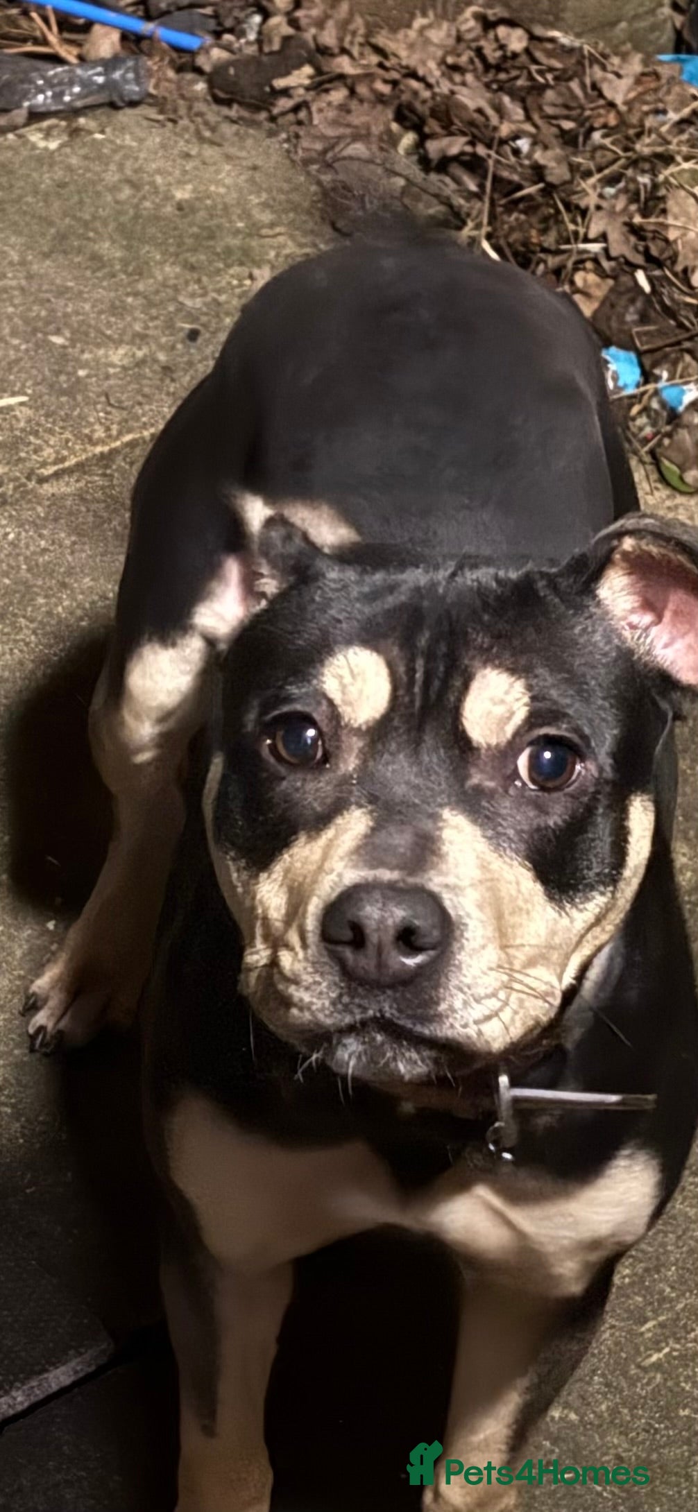 Mixed Breed dogs Mixed breed girl  - Advert 4