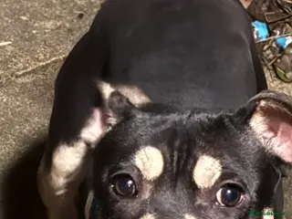 Mixed Breed dogs Mixed breed girl - Advert 4