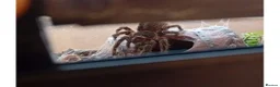 Spiders invertebrates for sale: Salmon Pink Bird Eater - Advert 1