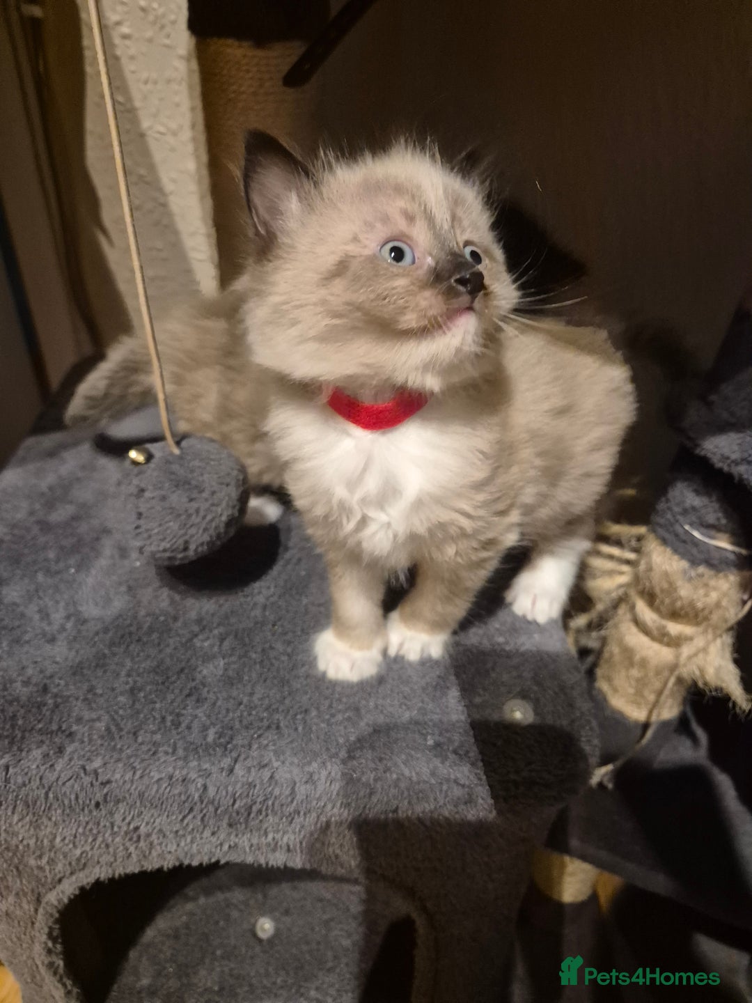 Mixed Breed cats for sale: Half Ragdoll kittens  - Advert 18