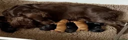 Cockapoo dogs for sale: Cockapoo puppies - Advert 2