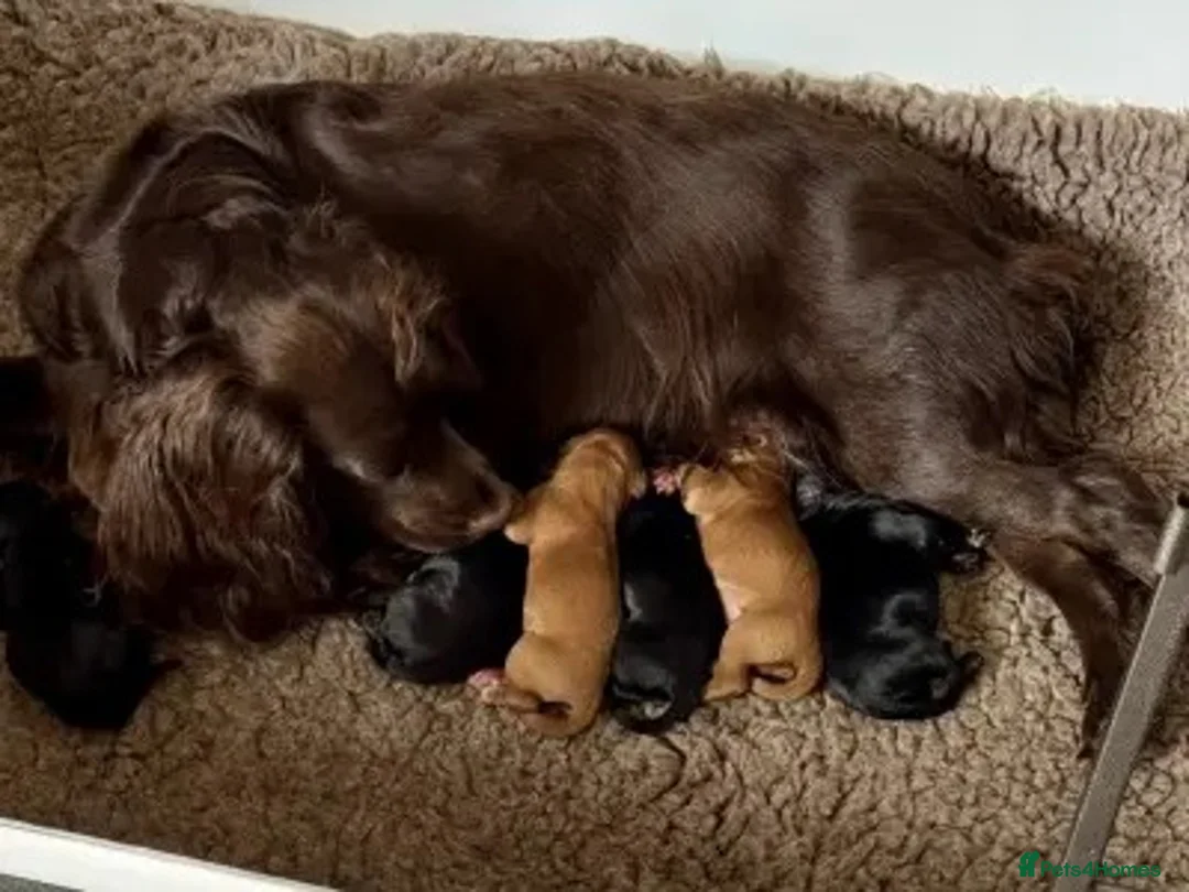 Cockapoo dogs for sale: Cockapoo puppies - Advert 2