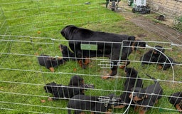 Rottweiler dogs for sale: Gorgeous KC Registered Rottweiler Puppies  - Image 14