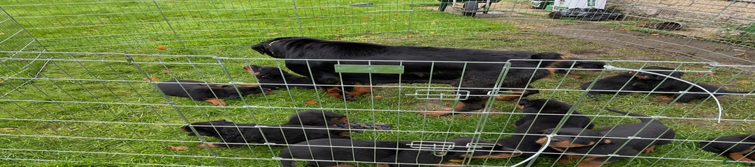 Rottweiler Puppy 5
