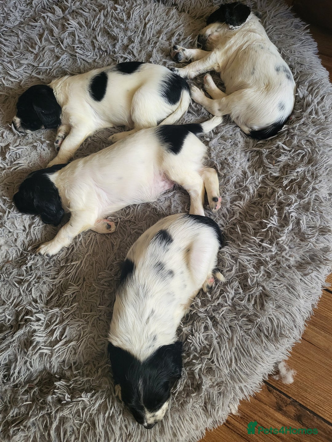 English Springer Spaniel dogs for sale: English springer spaniel pups  - Image 4