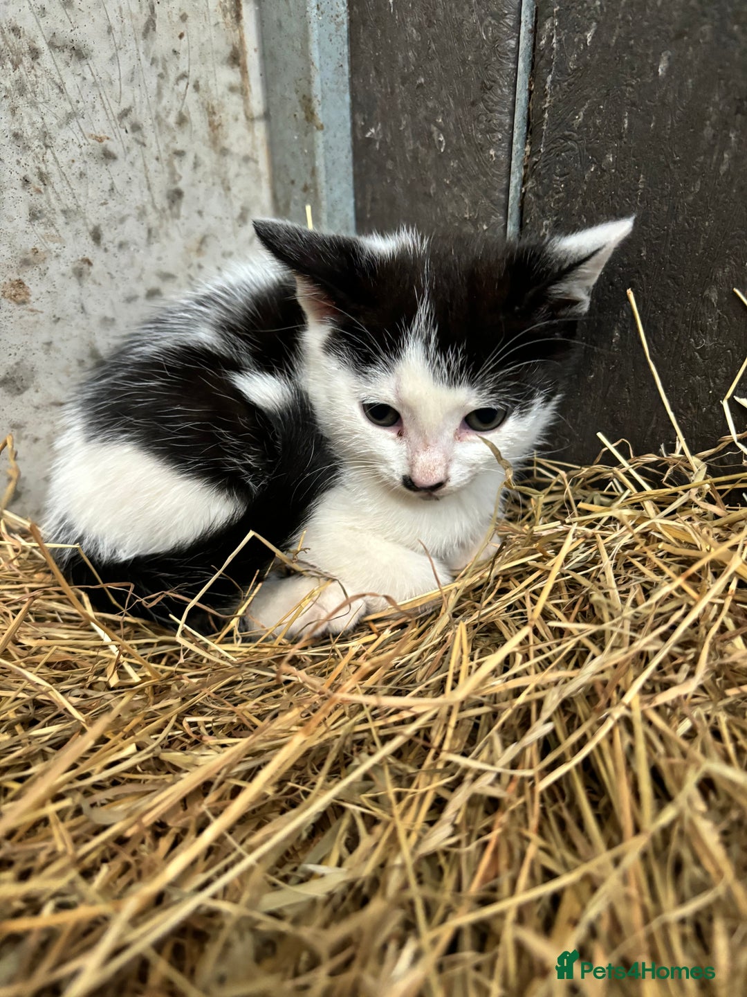 Mixed Breed cats for sale: Kittens - Image 4
